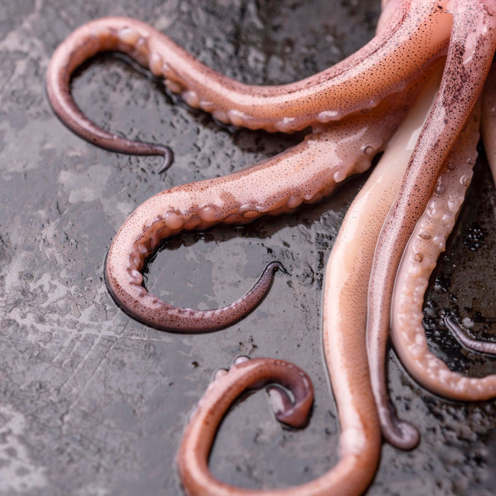 Japanese Flying Squid