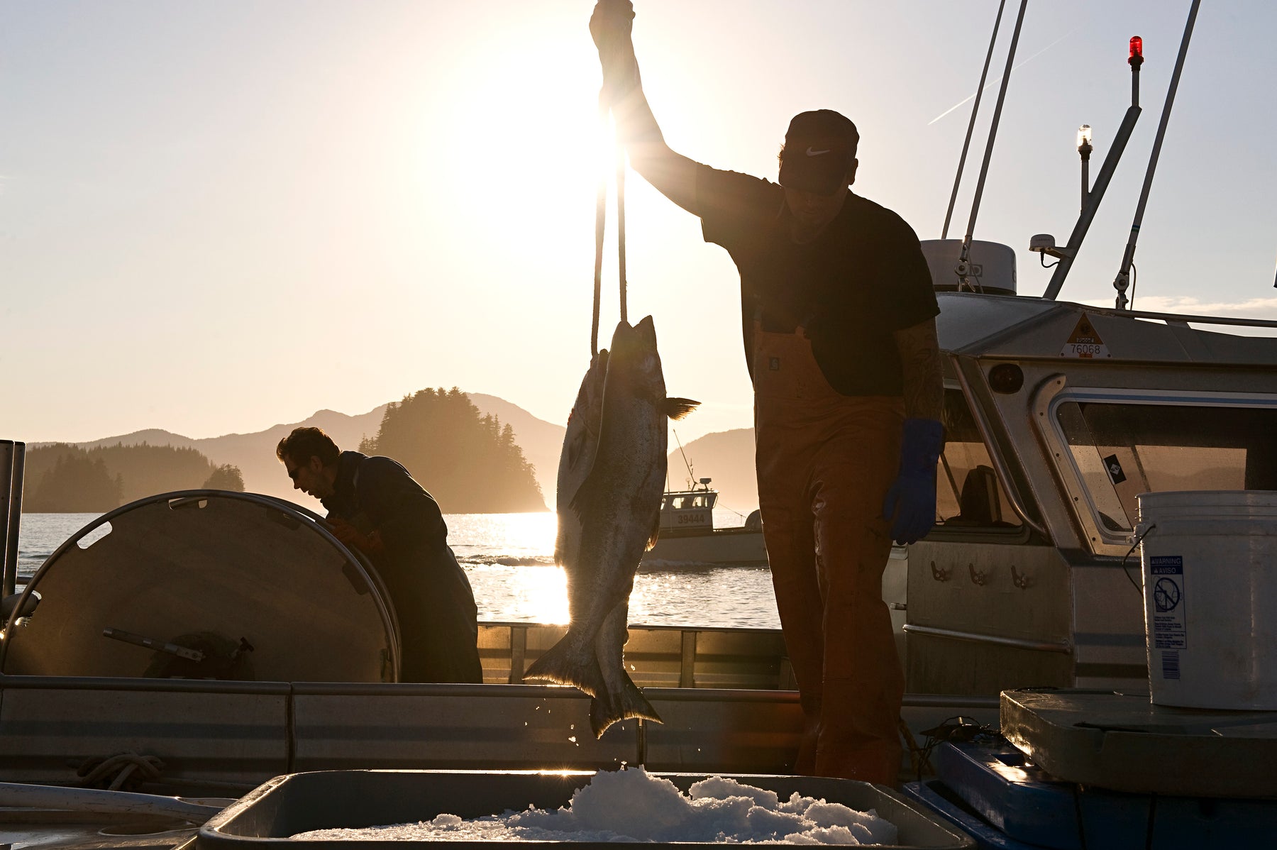 Wild Spring Salmon