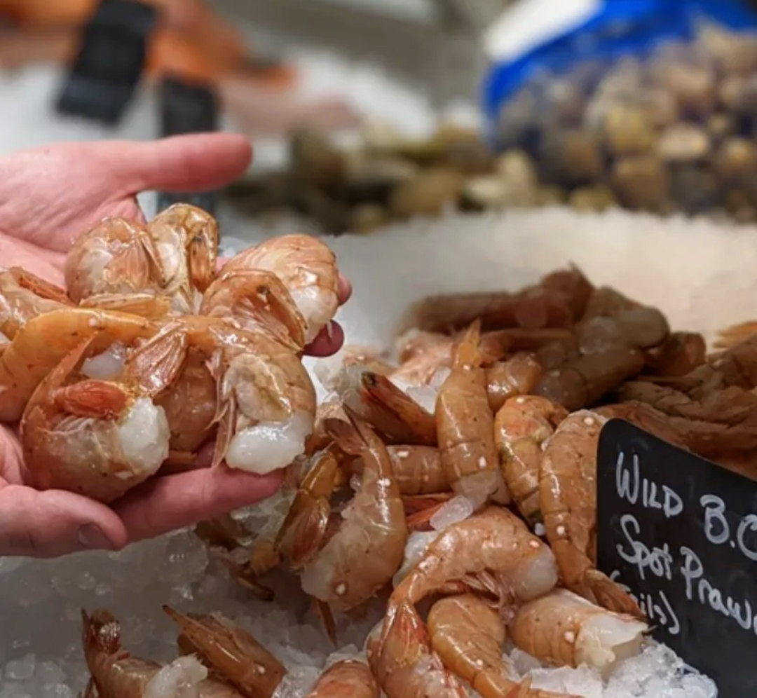 Wild British Columbia Spot Prawns