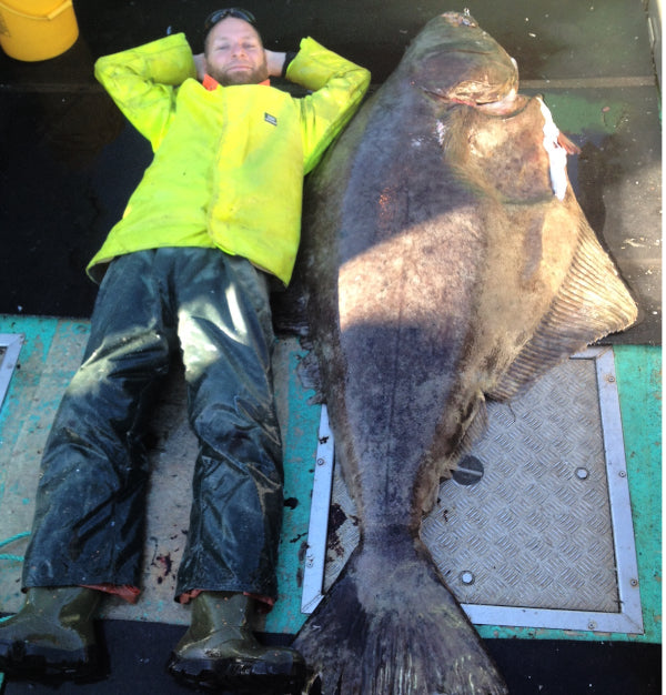 Atlantic Halibut