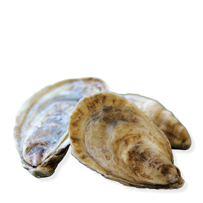 Oysters, one dozen fresh